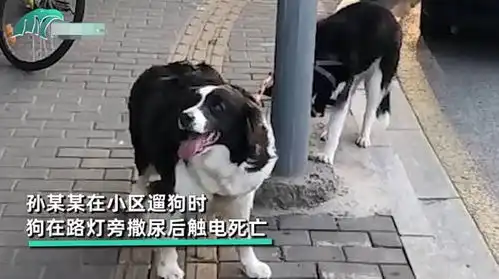 荒唐上海一宠物狗路灯杆旁撒尿触电死亡,狗主人向物业索赔5万

