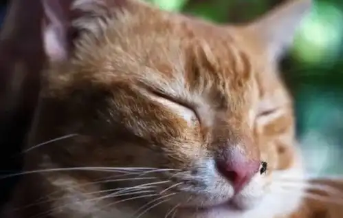 猫驱蚊还是要我命你看着办吧
