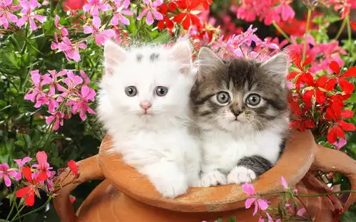 健康又实惠的猫罐头有哪些性价比高的猫罐头推荐
