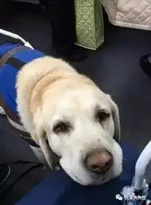 荐读丨带着导盲犬去吃饭,却被一位家长吼到我的孩子怕狗,快走开...
