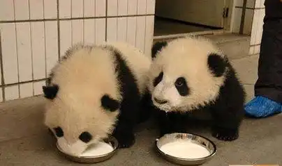 熊猫夫妻的烛光晚餐
