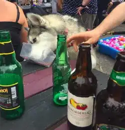 粑粑带狗vs麻麻带狗,没有对比就没有伤害搜狐宠物搜狐网
