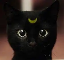 猫咪宝贝图片让你每天和猫咪有约,动物世界,搞笑图片大全,左右键切换图片
