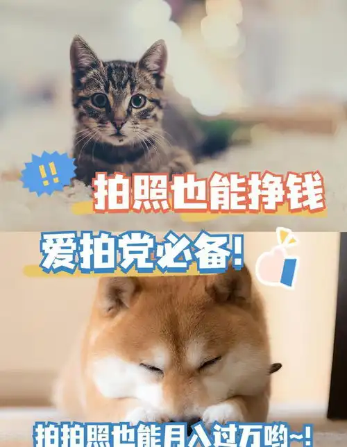 拍拍照片就能挣钱,新手小白都可以做,靠拍照实现财富自由
