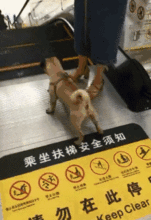 爆笑gif给摄影师加鸡腿
