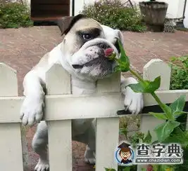 瞧汪星人一脸幽怨的小眼神搞笑图片
