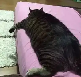 有一种猫,叫做中华田园狸花猪
