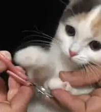 搞笑图片幽默段子笑话老板娘,我会做厨房各种杂活,能否应聘
