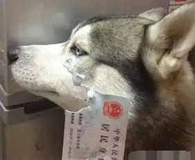 搞笑gif关键时刻掉裤子这就有点尴尬了
