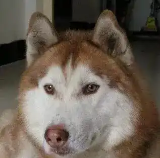 二哈和阿拉你是怎么辨别出来的
