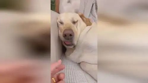 狗子睡着后主人开始搞事网友是在拉卷尺
