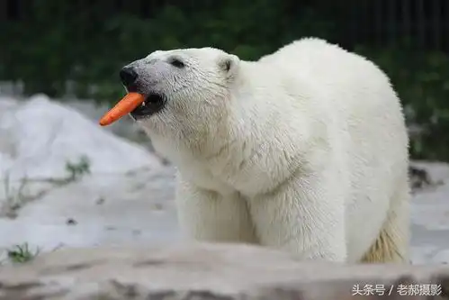 北极熊也搞怪,看看它想干什么
