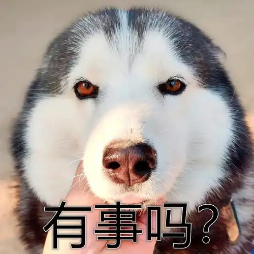 泰国金店被抢劫,看门二哈怂到装死秒睡别搞我,我是无辜的
