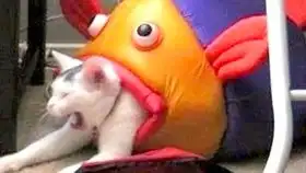 可爱又搞笑的狗猫合集消磨时间搞笑视频汪星人喵星人的日常
