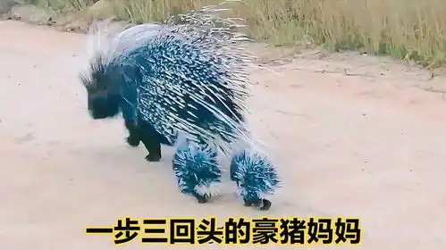 一步三回头的豪猪妈妈搞笑配音
