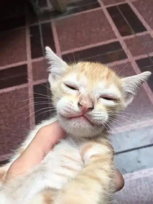 猫咪去招惹蜜蜂,现在已经打肿脸充胖子了
