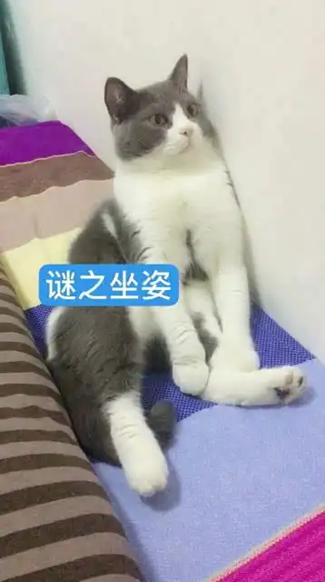 可爱猫咪的一天
