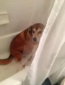 狗狗犯错时,打动我的不是他们诚挚的眼神而是他们神奇的耳朵最后一个笑死了
