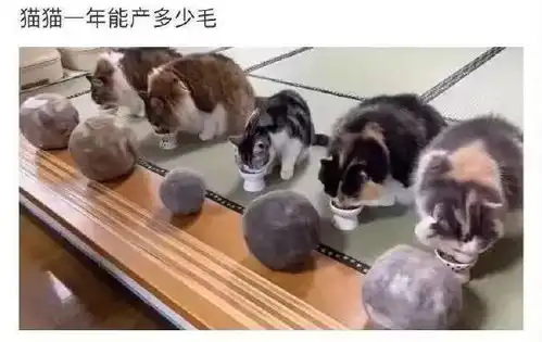 搞笑趣图你是真懒啊,竟然坐飞机,别忘了你是一只鸟
