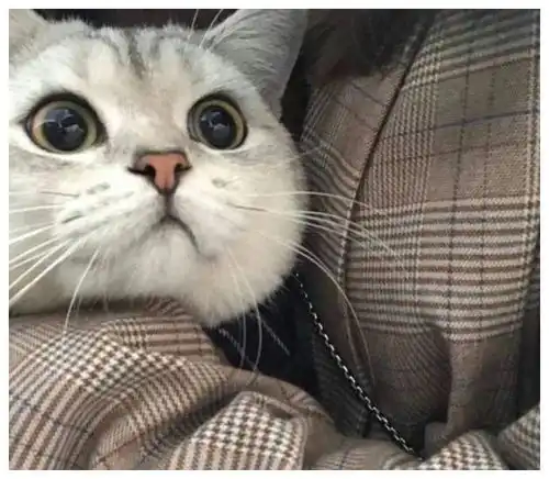 猫咪对你做这6个动作,说明爱到你不行,好好享受吧
