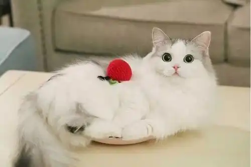 如何养出一只性格好的社会猫诀窍在这里
