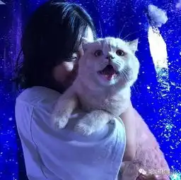 这只名叫狗的橘猫,是整片菜市场当之无愧的王者
