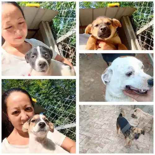 拆迁被弃养的狗狗,废墟中固执等待主人,瘦成一具干尸

