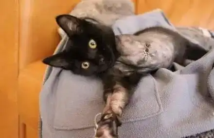 这只黑猫被主人从野狗口中救下后,每天紧抱主人撒娇求关注
