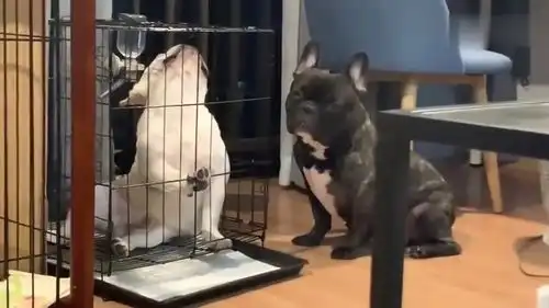 斗牛犬劳资这颗高贵的狗头一旦抬起来了,就不能轻易落下
