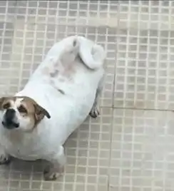搞笑图片幽默段子笑话狗子你的伙食很不错啊,吃得太多了吧

