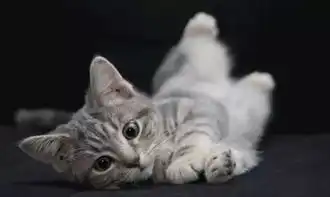 猫妈一口气生了4只小奶猫,铲屎官起来帮我看娃,我要过二人世界
