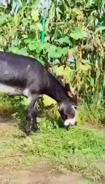 驴能有什么坏心思呢搞笑驴子
