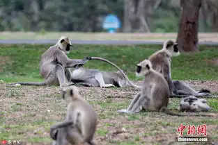 印度顽皮小猴抓住妈妈的尾巴荡秋千
