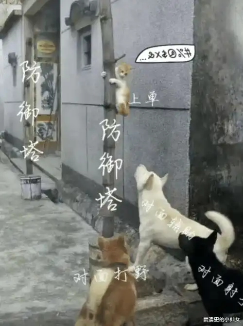玩把游戏时敌我的差距有多大辅助万年背锅侠,哈哈哈哈
