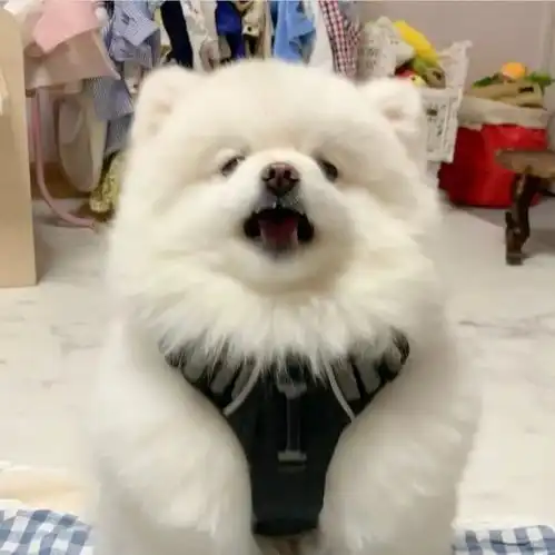 搞笑头像图集呀呀
