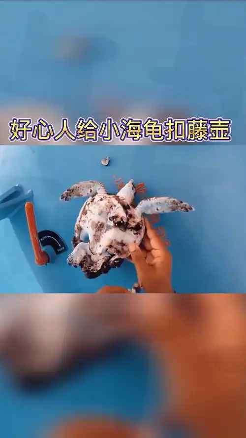 好心人,给小海龟扣藤壶搞笑视频搞笑配音搞笑
