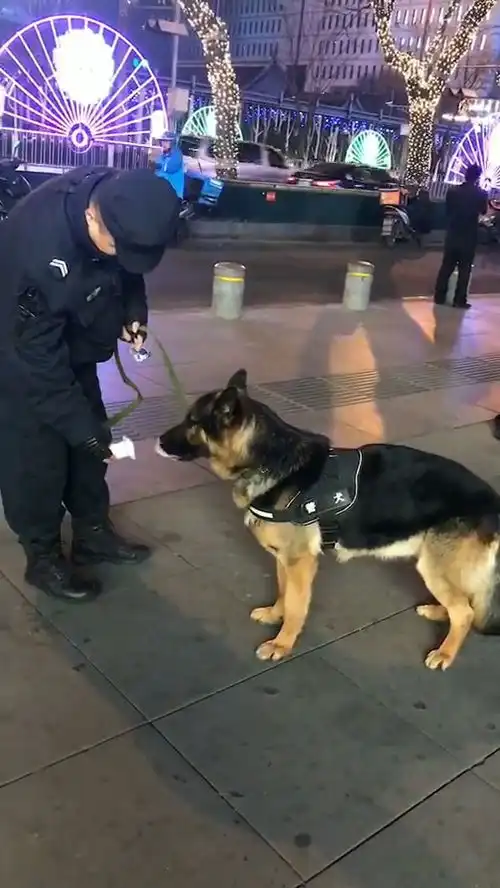 警犬也是要吃饭饭的
