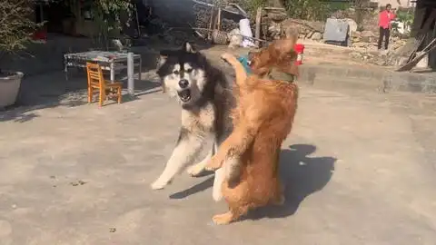 我不是老憨狗
