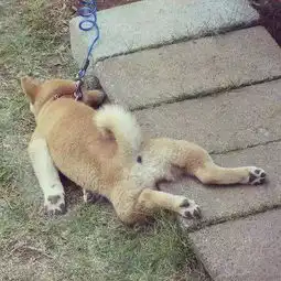 狗狗第一次出门不肯走怎么办
