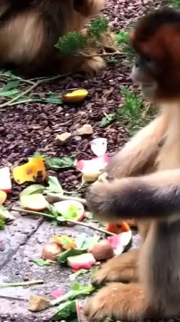下雨了,小猴子的发型也太搞笑了吧
