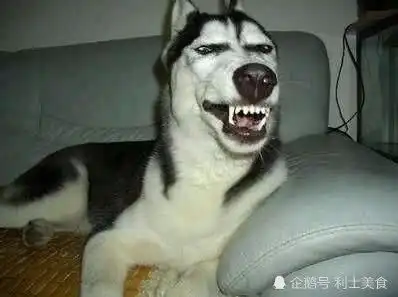 柴犬我的帅气已经不允许我在低调下去了,二哈我教的
