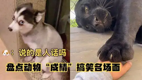 盘点40个那些动物奇葩搞笑瞬间,这动物们都成精了,笑死我了
