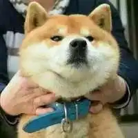 搞笑的头像逗比微信头像图片大全
