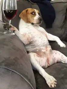 逗比动物图片,宠物猫咪和富贵狗狗
