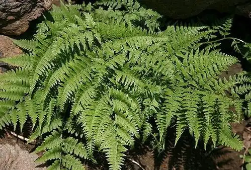 蹄盖蕨科
