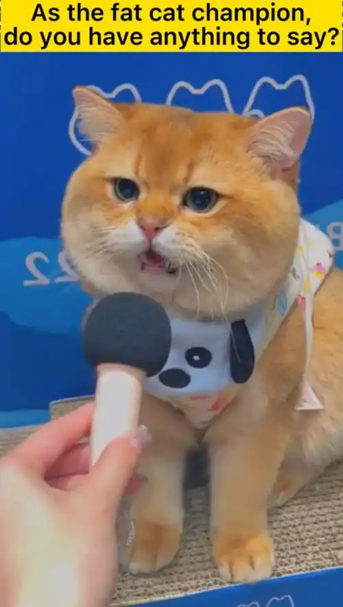 爆笑动物之汤姆猫的歌声
