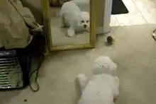 搞笑图片卧槽,这些奇葩客服我就服最后一个

