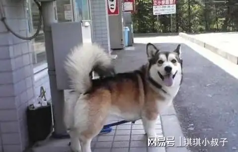 分享柯基混血照,每个都有共同点,网友柯基犬基因太强大

