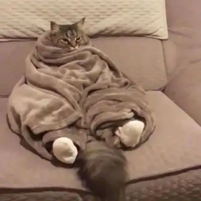 可爱懒猫图片超萌的睡觉的懒猫图片大全
