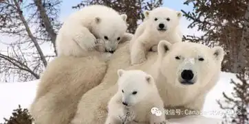 温尼伯好玩么
